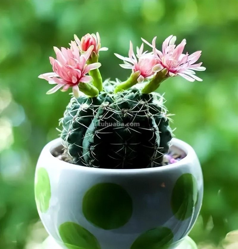 家庭养花，有3种值得养，四季常绿吸收灰尘，空气干净清新极了