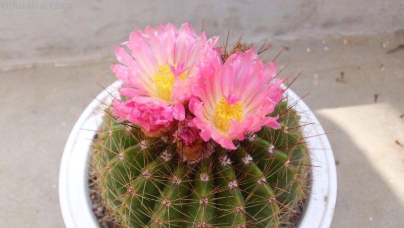 家庭养花，有3种值得养，四季常绿吸收灰尘，空气干净清新极了