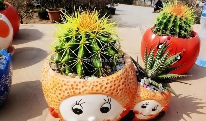 家庭养花，有3种值得养，四季常绿吸收灰尘，空气干净清新极了