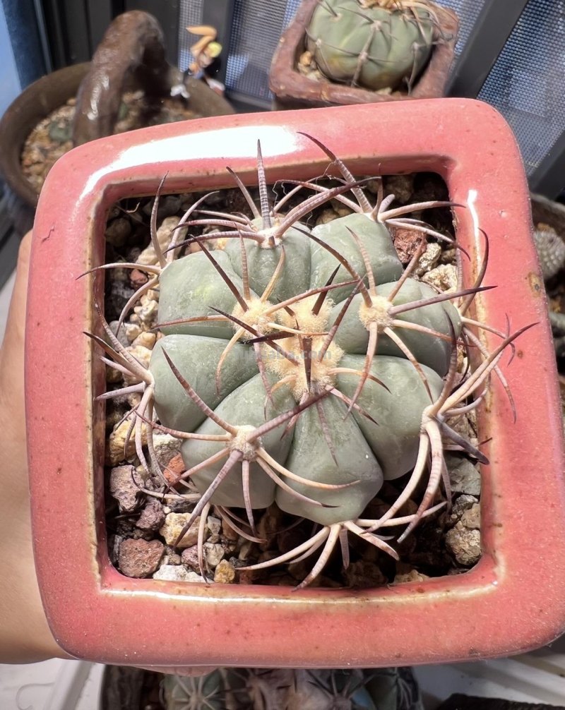 家庭养花，有3种值得养，四季常绿吸收灰尘，空气干净清新极了