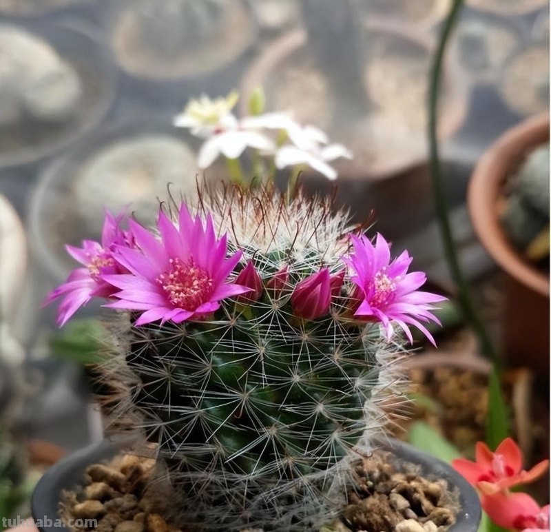 家庭养花，有3种值得养，四季常绿吸收灰尘，空气干净清新极了