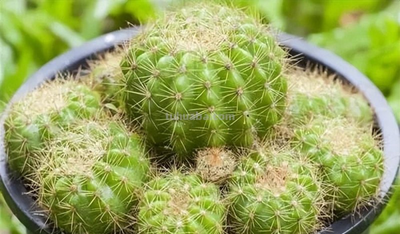 家庭养花，有3种值得养，四季常绿吸收灰尘，空气干净清新极了