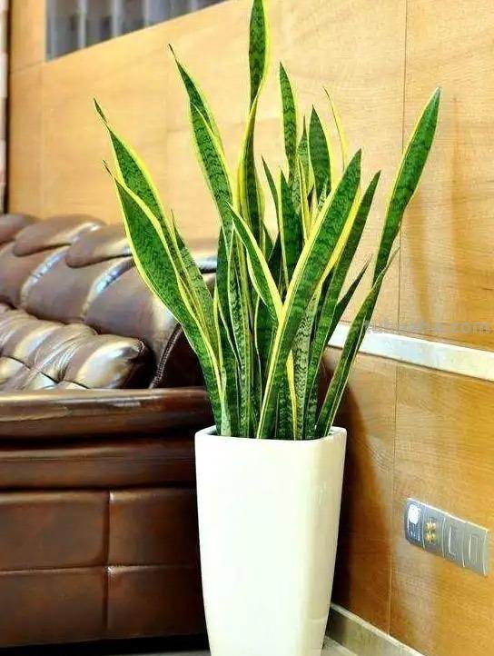 家庭养花，有3种值得养，四季常绿吸收灰尘，空气干净清新极了