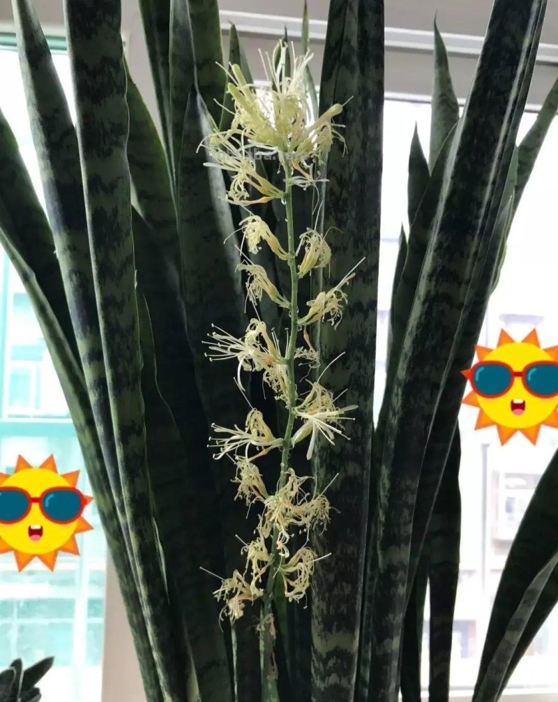 家庭养花，有3种值得养，四季常绿吸收灰尘，空气干净清新极了