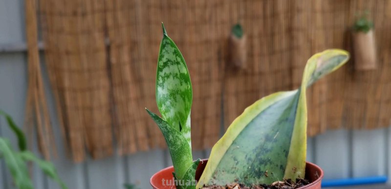 家庭养花，有3种值得养，四季常绿吸收灰尘，空气干净清新极了