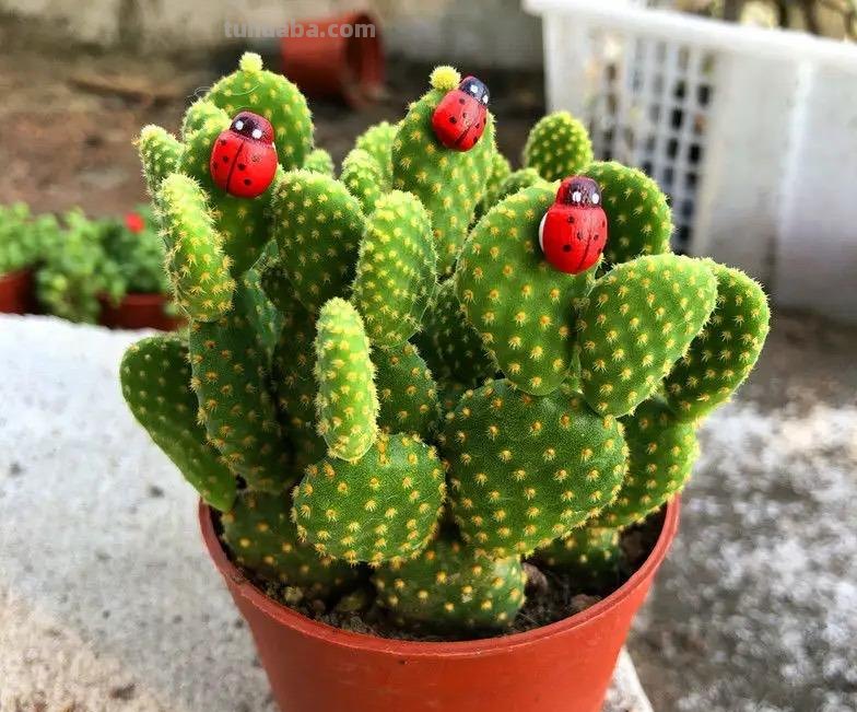 家庭养花，有3种值得养，四季常绿吸收灰尘，空气干净清新极了