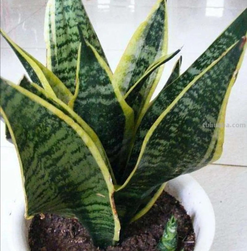 家庭养花，有3种值得养，四季常绿吸收灰尘，空气干净清新极了