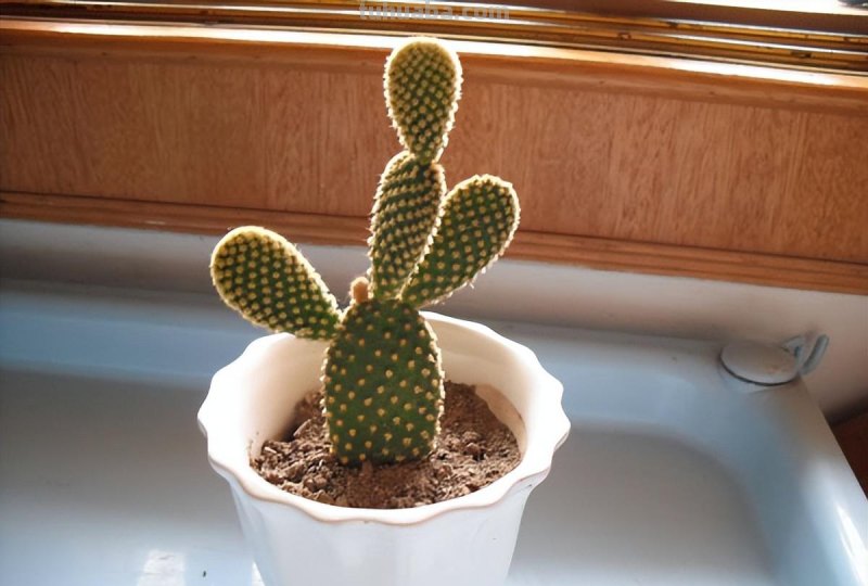 家庭养花，有3种值得养，四季常绿吸收灰尘，空气干净清新极了