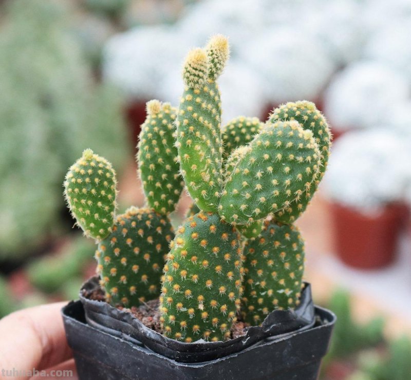 家庭养花，有3种值得养，四季常绿吸收灰尘，空气干净清新极了