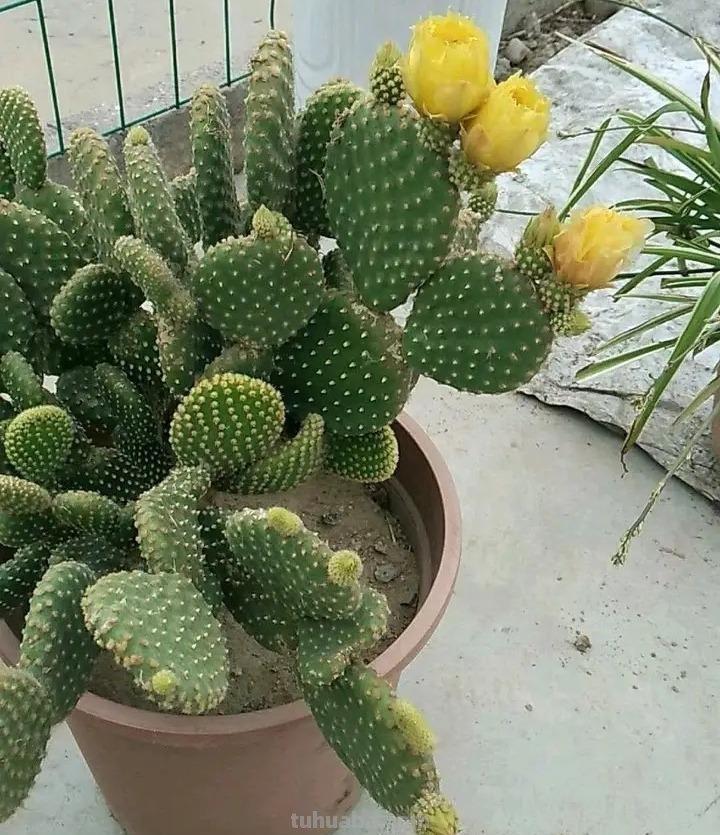 家庭养花，有3种值得养，四季常绿吸收灰尘，空气干净清新极了