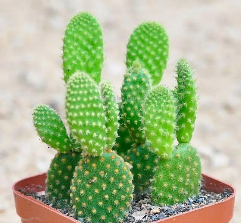 家庭养花，有3种值得养，四季常绿吸收灰尘，空气干净清新极了