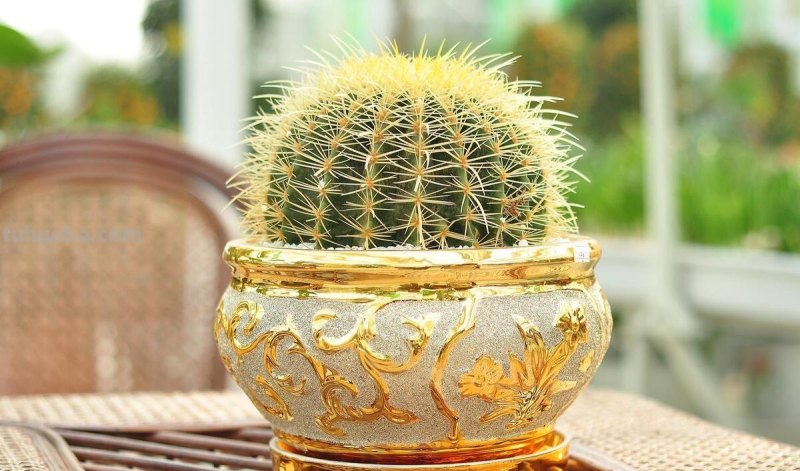 &quot;五种家居镇宅花，让你的家充满生机和活力！&quot;