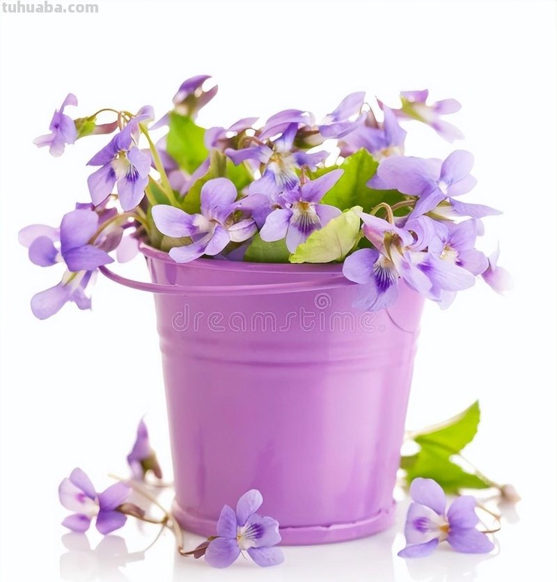 &quot;五种家居镇宅花，让你的家充满生机和活力！&quot;