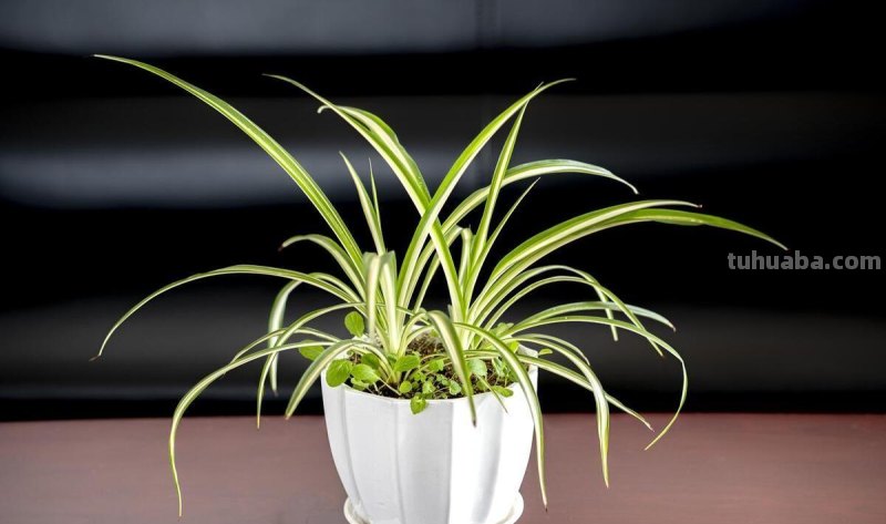 &quot;五种家居镇宅花，让你的家充满生机和活力！&quot;