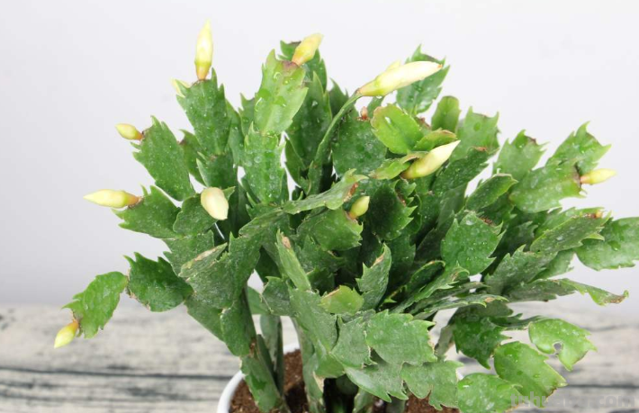 室内养4种花，呼呼爆花花芽，好养的很