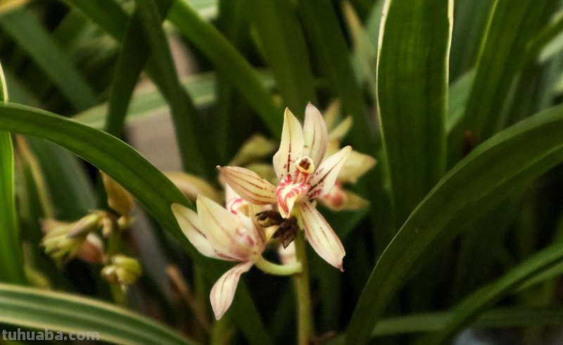 室内养4种花，呼呼爆花花芽，好养的很