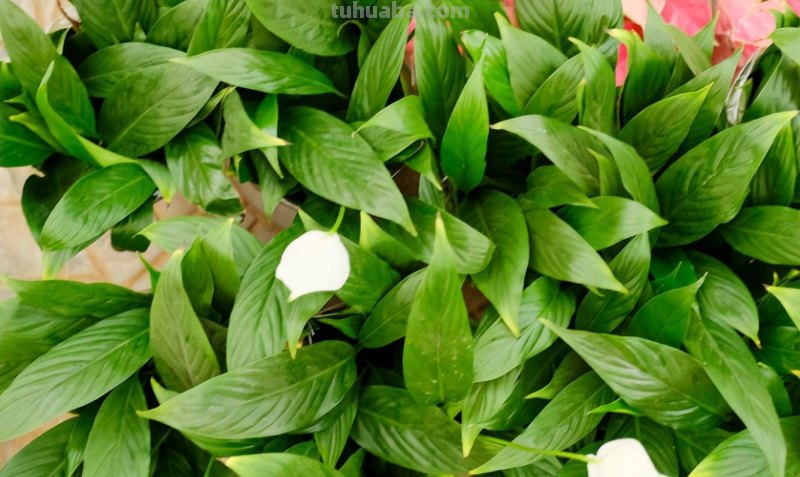 室内养4种花，呼呼爆花花芽，好养的很