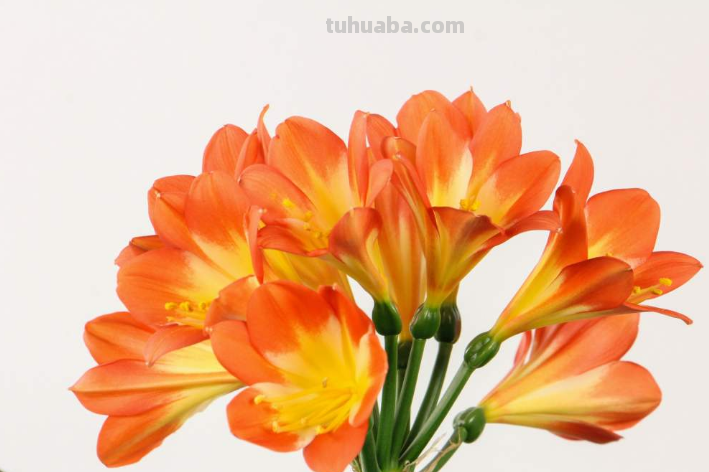 室内养4种花，呼呼爆花花芽，好养的很