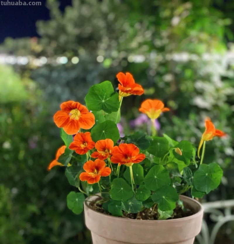 室内宜养“5种”绿植，高雅青翠，陶冶性情，空气清新，寓意好