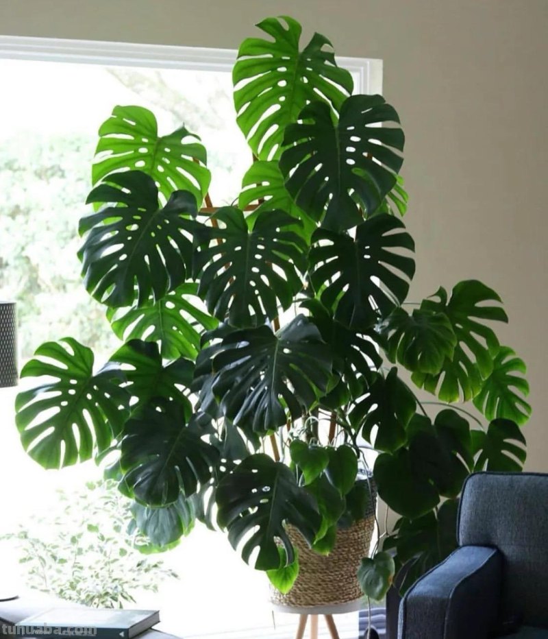 室内宜养“5种”绿植，高雅青翠，陶冶性情，空气清新，寓意好