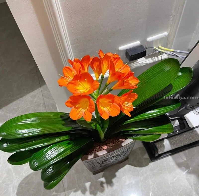 室内宜养“5种”绿植，高雅青翠，陶冶性情，空气清新，寓意好