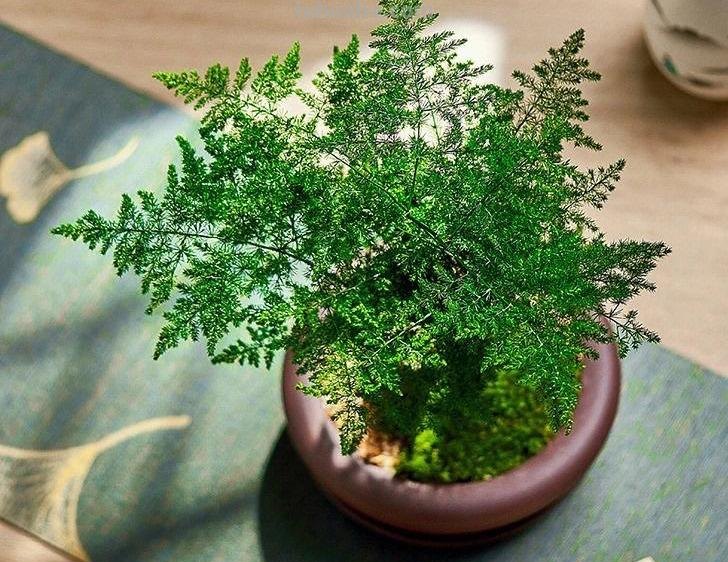 室内宜养“5种”绿植，高雅青翠，陶冶性情，空气清新，寓意好