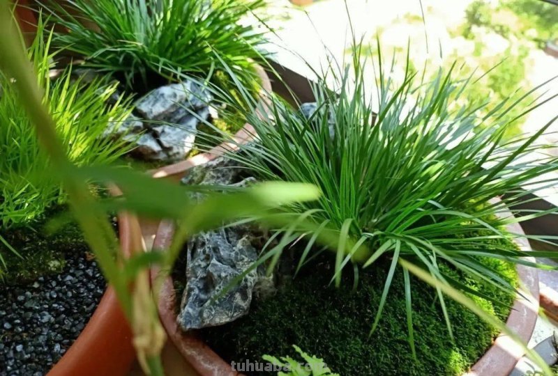 室内宜养“5种”绿植，高雅青翠，陶冶性情，空气清新，寓意好