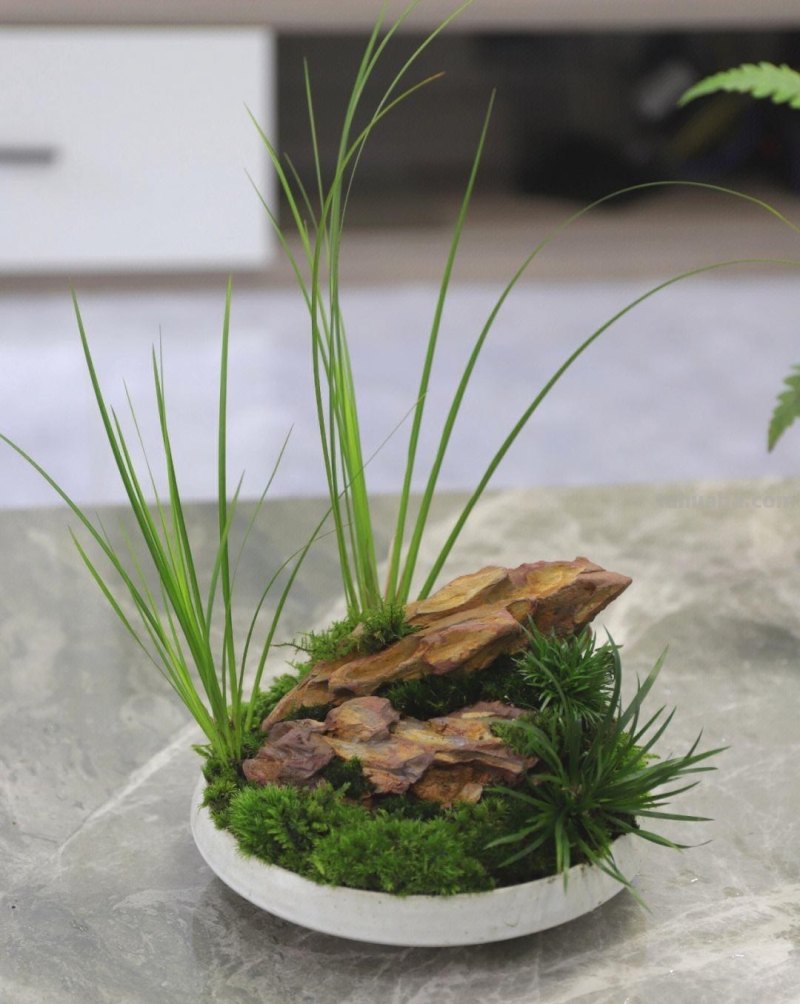 室内宜养“5种”绿植，高雅青翠，陶冶性情，空气清新，寓意好