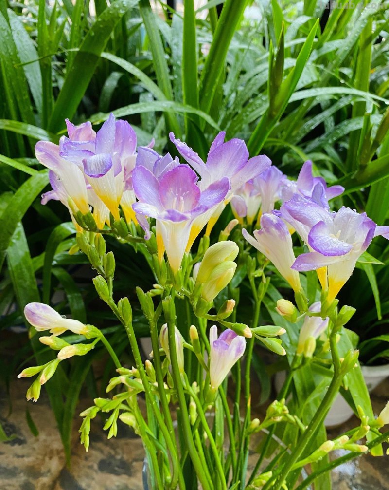 室内宜养“5种”绿植，高雅青翠，陶冶性情，空气清新，寓意好