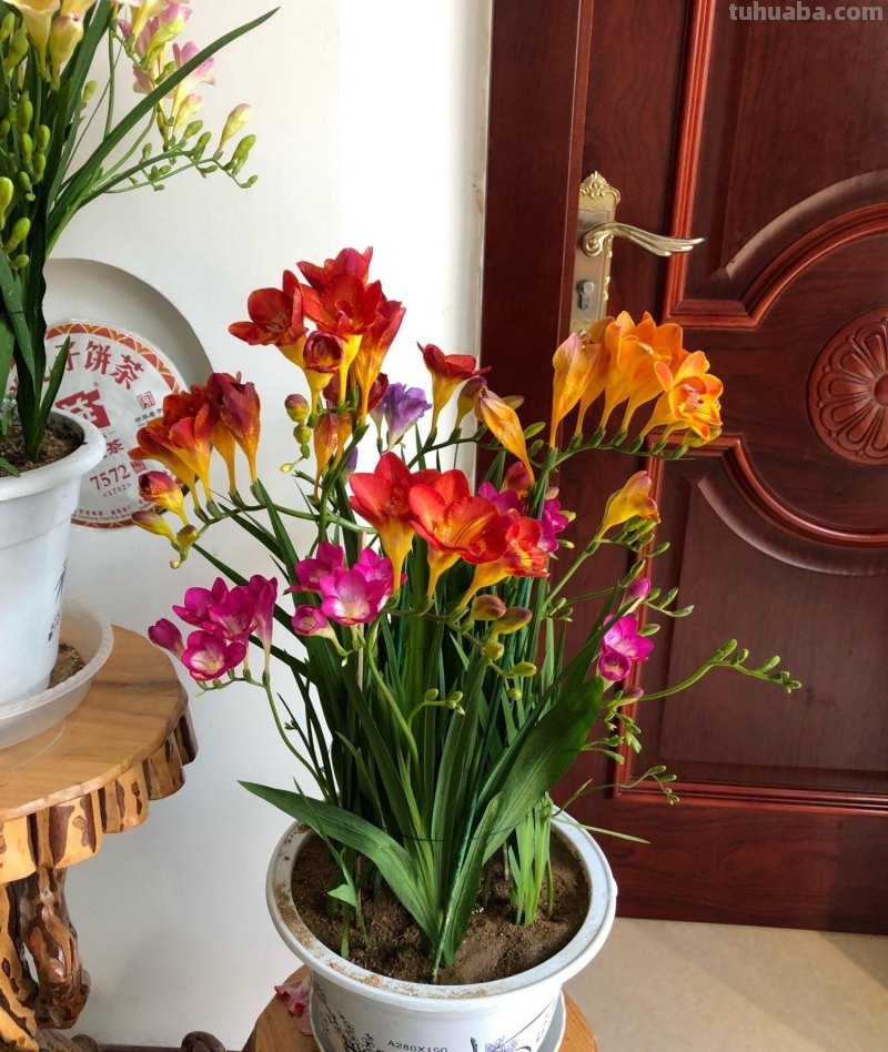 室内宜养“5种”绿植，高雅青翠，陶冶性情，空气清新，寓意好