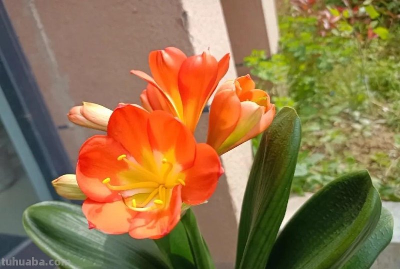 室内宜养“5种”绿植，高雅青翠，陶冶性情，空气清新，寓意好