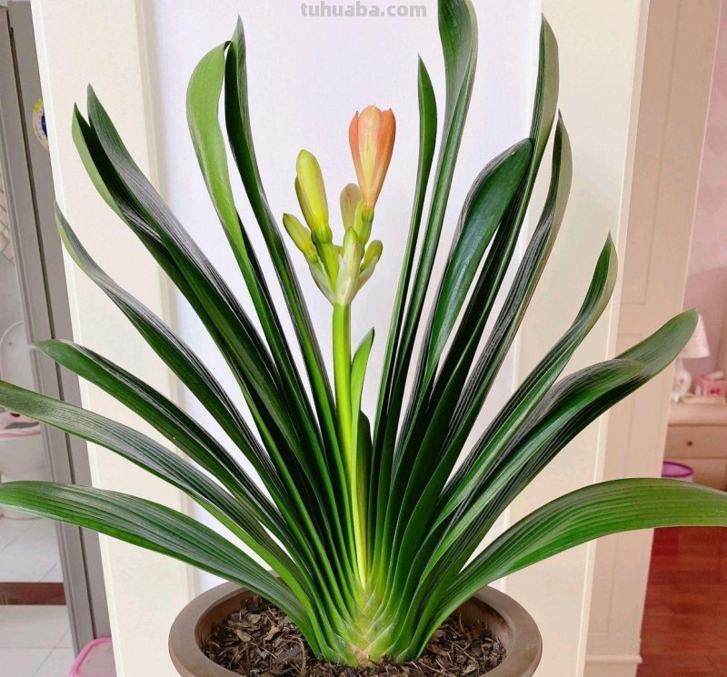 室内宜养“5种”绿植，高雅青翠，陶冶性情，空气清新，寓意好