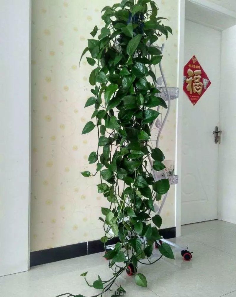 绿萝这样养，叶子蹭蹭长不停，就是一个小窗帘！