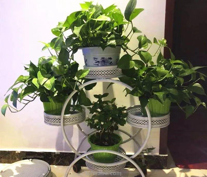 绿萝这样养，叶子蹭蹭长不停，就是一个小窗帘！