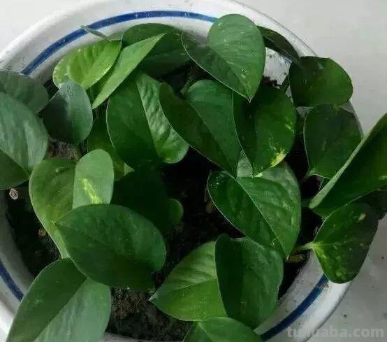 绿萝这样养，叶子蹭蹭长不停，就是一个小窗帘！