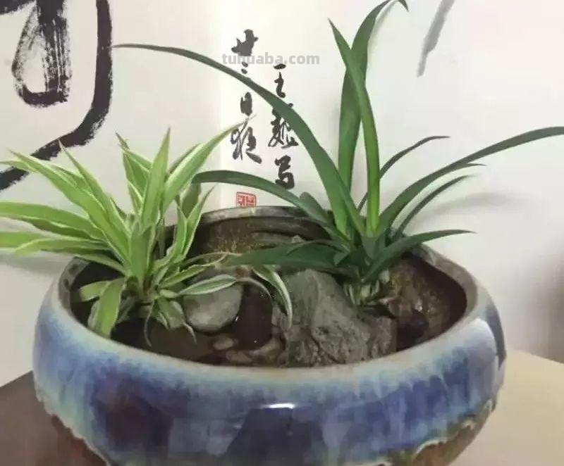 绿萝这样养，叶子蹭蹭长不停，就是一个小窗帘！