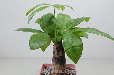 发财树养护的几条基本法则，看看你养对了吗？