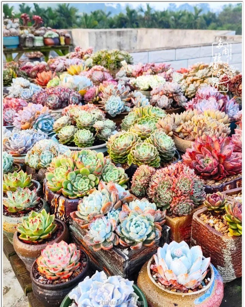 520盛宴：多肉，既是毒药，也是解药！