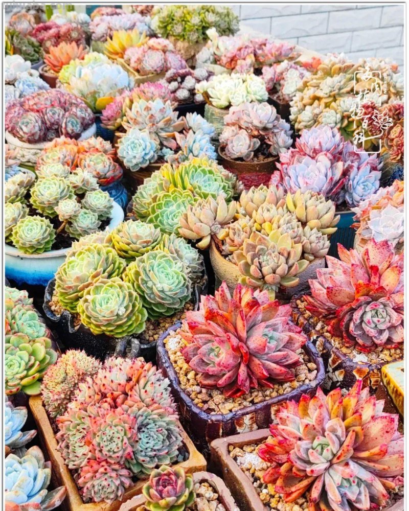 520盛宴：多肉，既是毒药，也是解药！