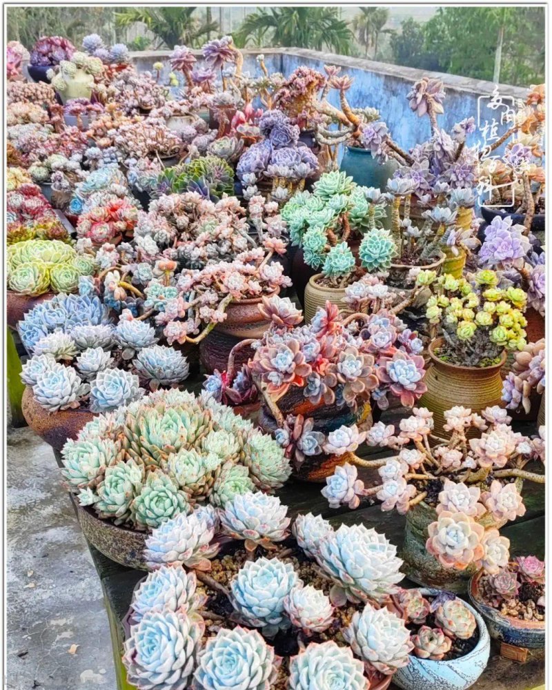 520盛宴：多肉，既是毒药，也是解药！