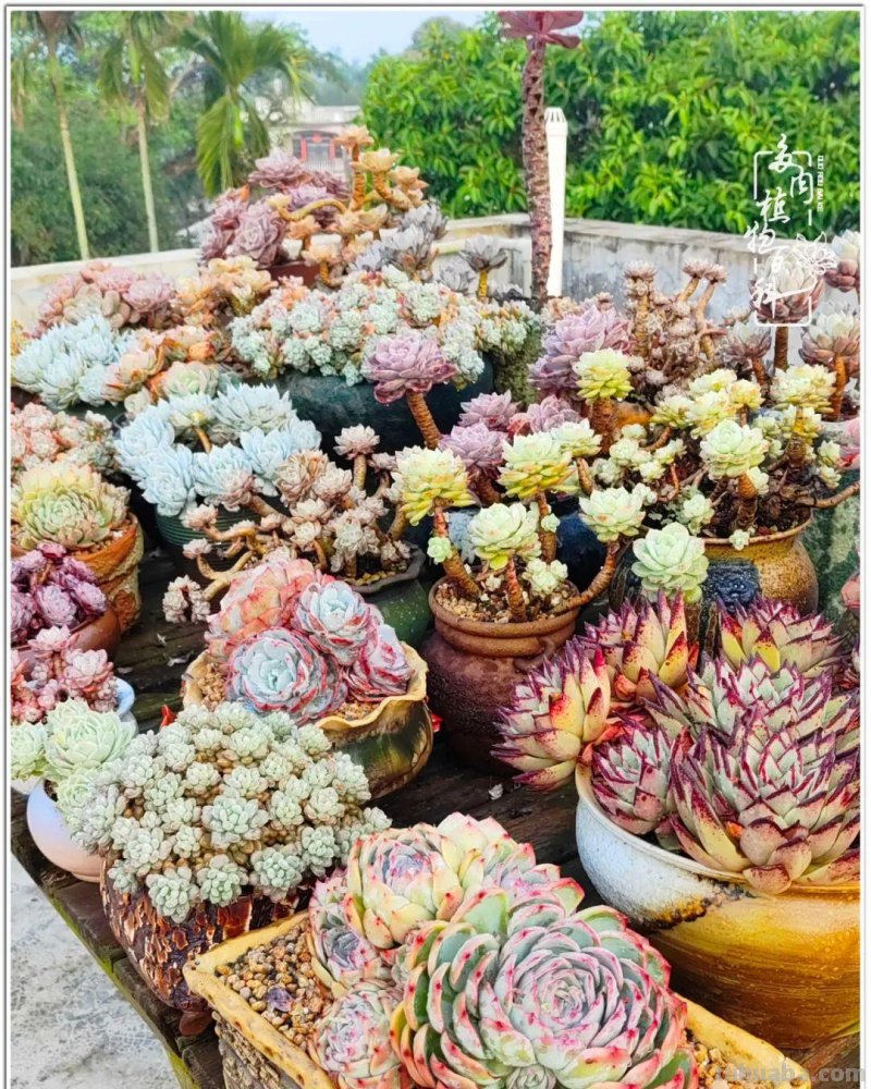 520盛宴：多肉，既是毒药，也是解药！