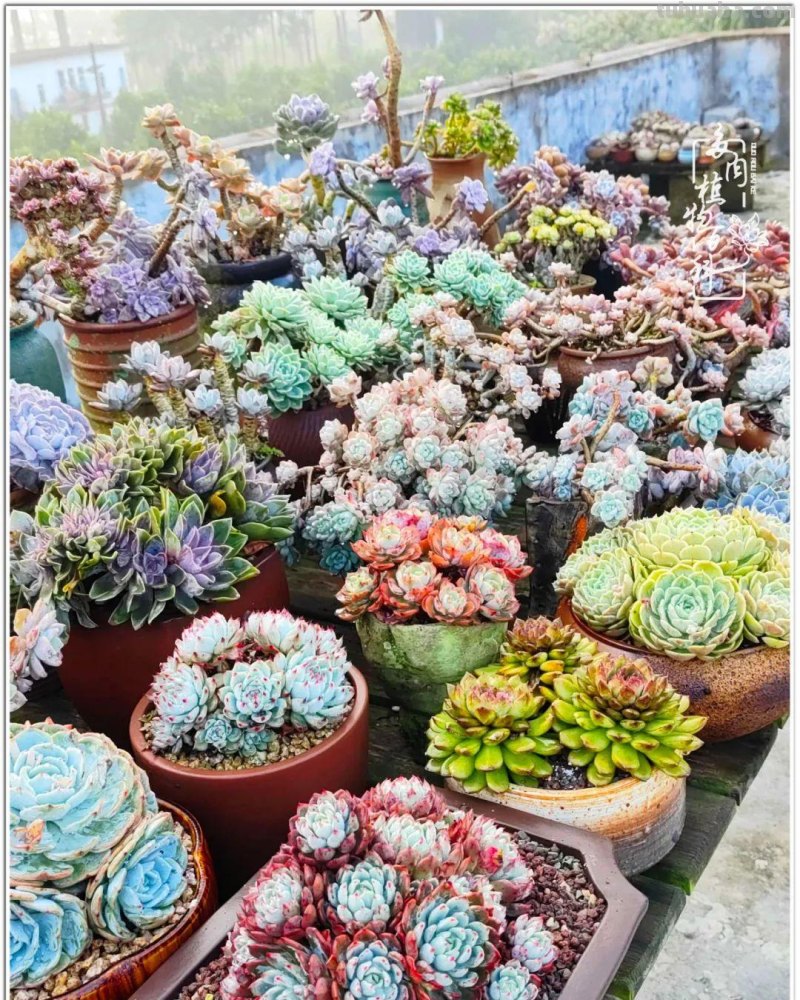 520盛宴：多肉，既是毒药，也是解药！