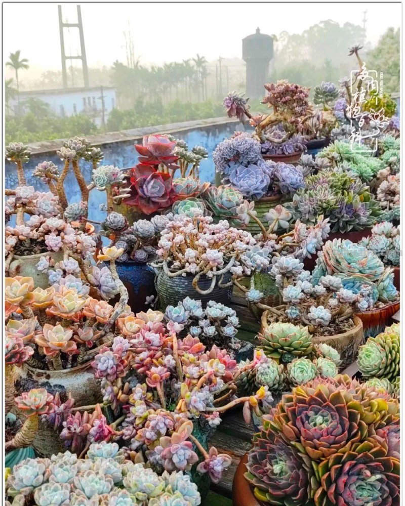 520盛宴：多肉，既是毒药，也是解药！