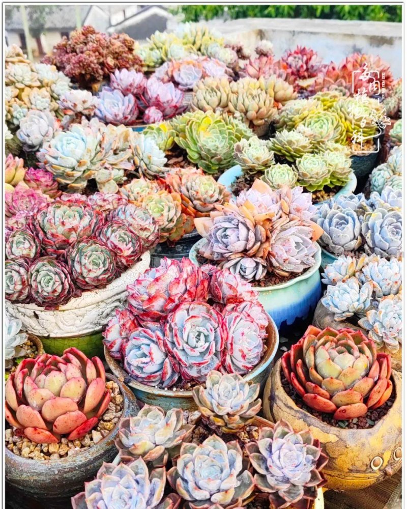 520盛宴：多肉，既是毒药，也是解药！