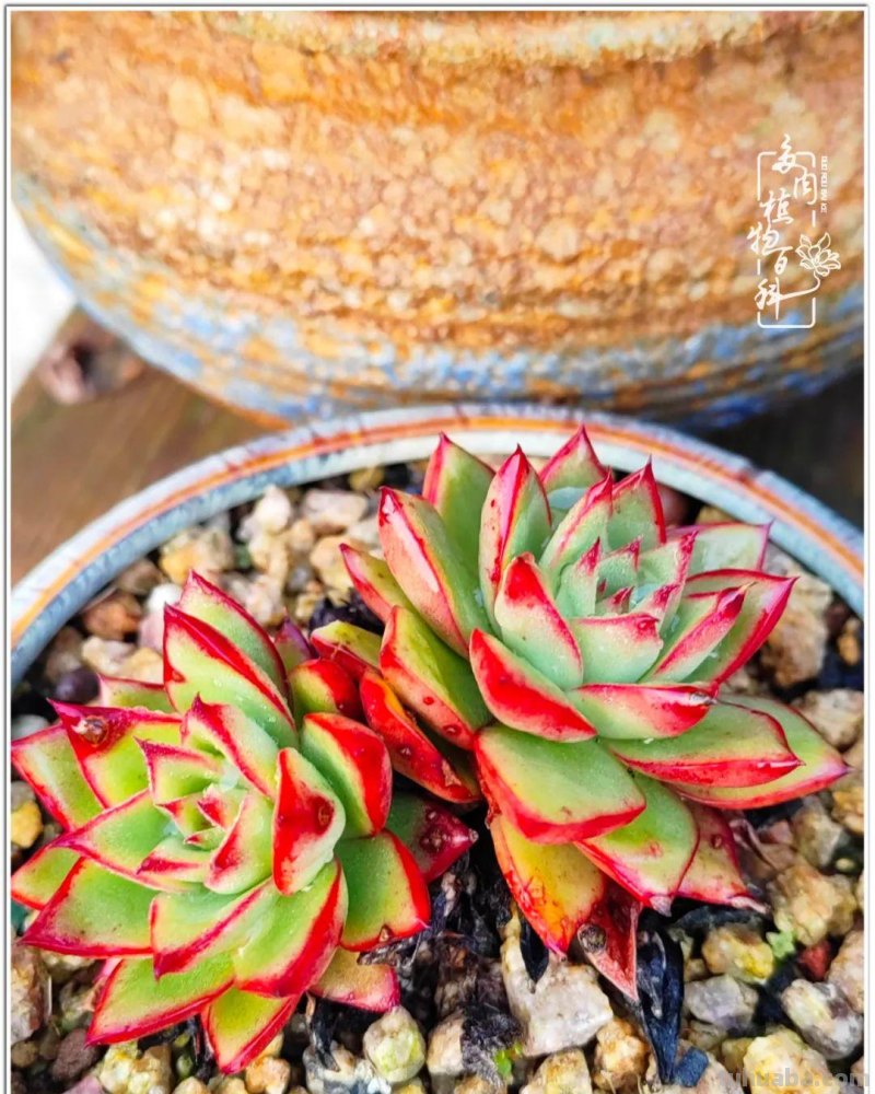 520盛宴：多肉，既是毒药，也是解药！