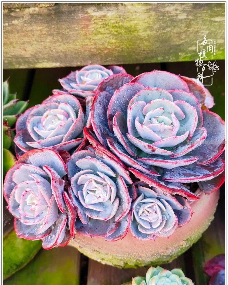 520盛宴：多肉，既是毒药，也是解药！