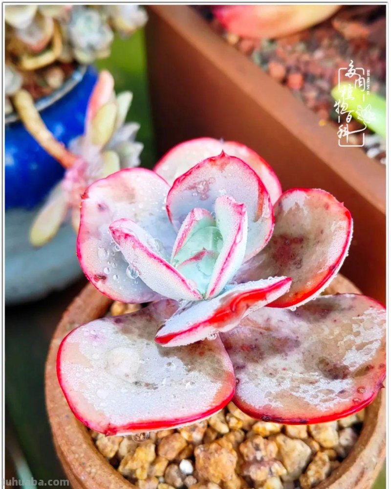 520盛宴：多肉，既是毒药，也是解药！