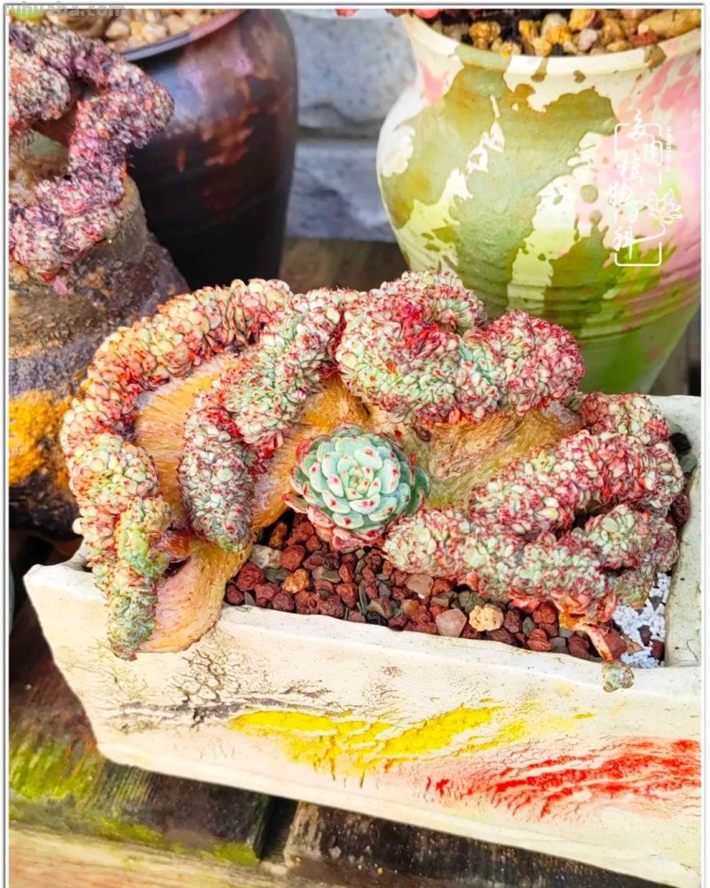 520盛宴：多肉，既是毒药，也是解药！