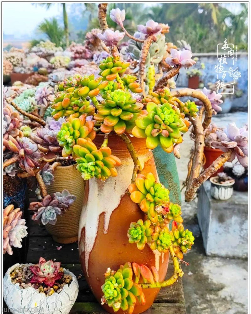 520盛宴：多肉，既是毒药，也是解药！