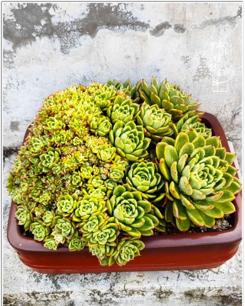 520盛宴：多肉，既是毒药，也是解药！